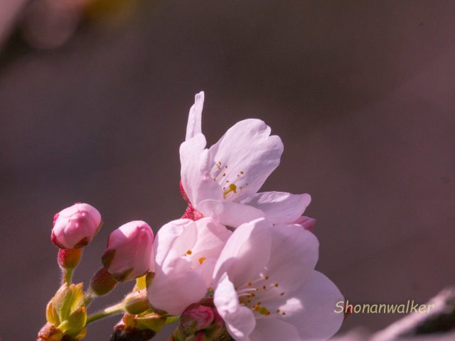 ソメイヨシノの開花する