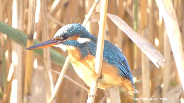 留鳥を追わずに冬鳥を狙いたいのであるが・・・