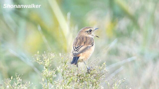 湘南 ススキの原 ノビタキ 2025 Part 10
