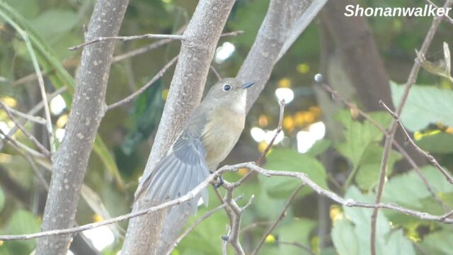 湘南 ススキの原-脇 ジョウビタキ 2025 Part 2