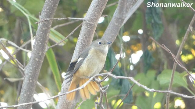 湘南 ススキの原-脇 ジョウビタキ 2025 Part 1