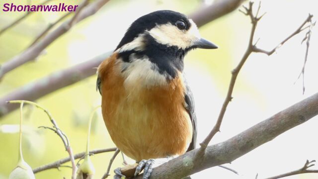 “かぶりつき”ヤマガラ 2025 その2