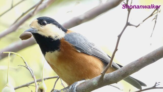 “かぶりつき”ヤマガラ 2025 その1