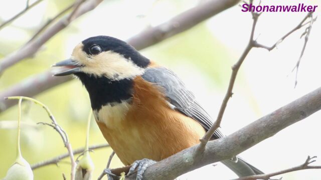 “かぶりつき”ヤマガラ 2025 その3