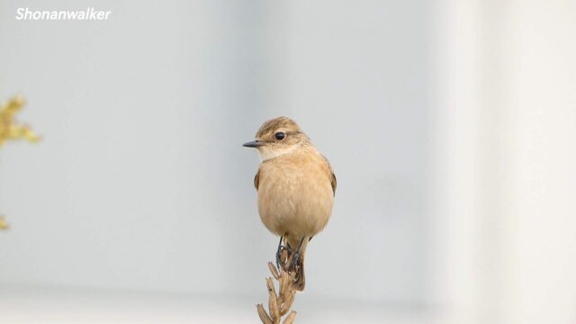 湘南 ススキの原 ノビタキ 2025秋 Part 18