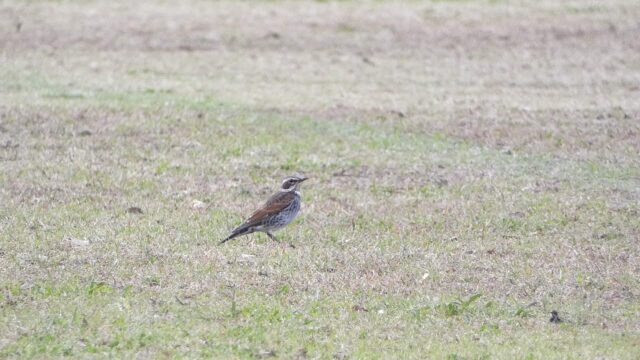 散歩道 2025秋 ツグミ 参上