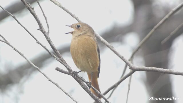 湘南の公園 街路樹 ジョウビタキ 2024秋