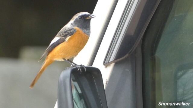 湘南の公園 駐車場 ジョウビタキ 2024秋