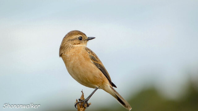 湘南 ススキの原 ノビタキ 2025秋 Part 19