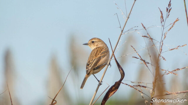 湘南 ススキの原 ノビタキ 2025秋 Part 14