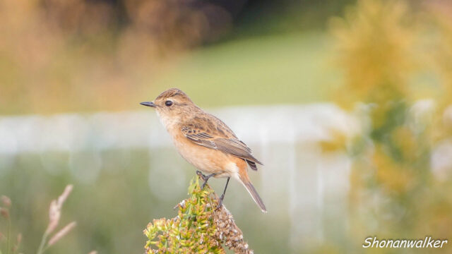 湘南 ススキの原 ノビタキ 2025秋 Part 17