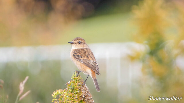 湘南 ススキの原 ノビタキ 2025秋 Part 13