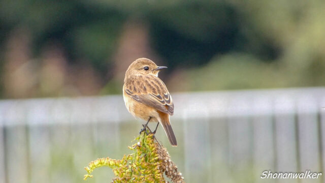 湘南 ススキの原 ノビタキ 2025秋 Part 16