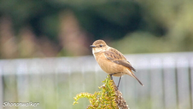 湘南 ススキの原 ノビタキ 2025秋 Part 15
