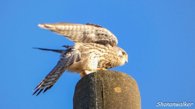 2025秋 電柱で寛ぐチョウゲンボウ