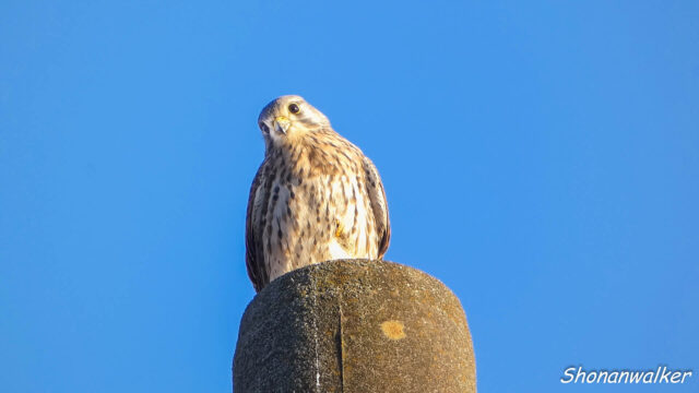2025秋 電柱で待機するチョウゲンボウ