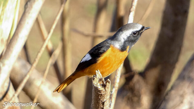 湘南の散歩道 ジョウビタキ ２０２５秋 Part 4