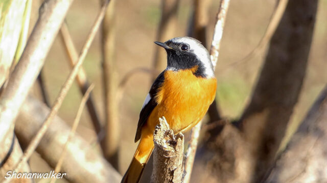 湘南の散歩道 ジョウビタキ ２０２５秋 Part 3