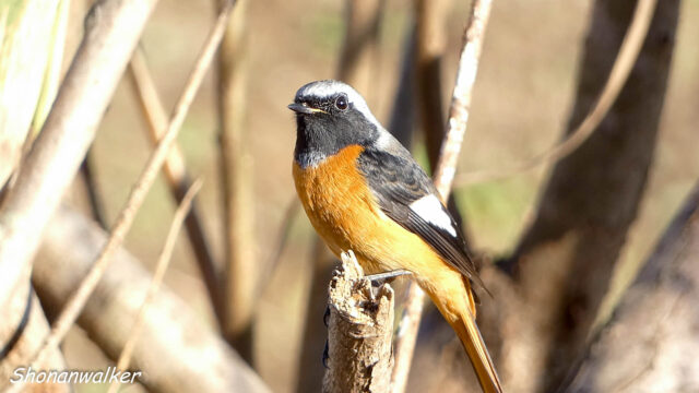 湘南の散歩道 ジョウビタキ ２０２５秋 Part 3