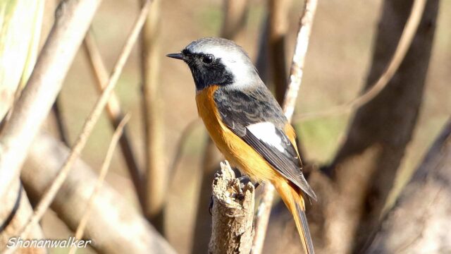 前回見かけた雄ジョウビタキは追い払われ・・・ジョウビタキ ２０２５秋 Part 6