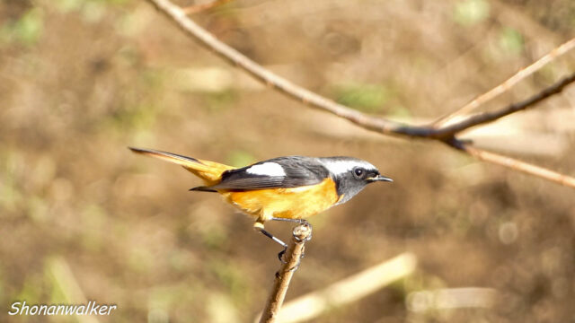 湘南の散歩道 ジョウビタキ ２０２５秋 Part 2