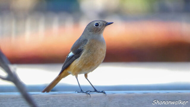 湘南 ススキの原 ノビタキ ２０２５秋 Part 18