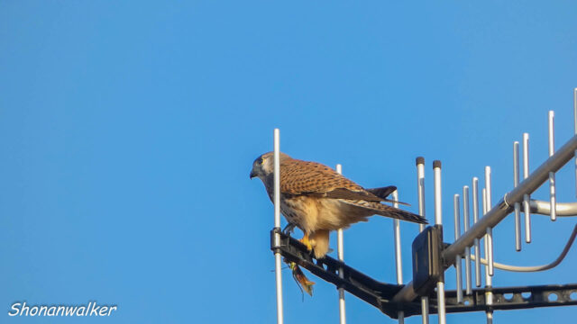 2025秋 アンテナで捕獲したカマキリを喰らう　チョウゲンボウ
