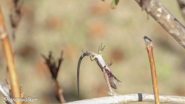 2025年秋 雌モズ トカゲのはやにえ 別角度