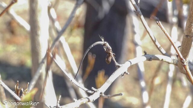 2025年秋 トカゲのはやにえ 