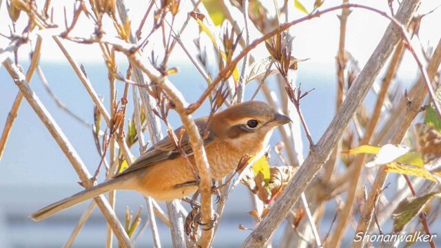 散歩道　一等地？を縄張りにした雌モズ