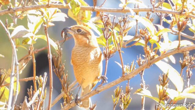 2025年秋 トカゲを捕まえた雌モズ