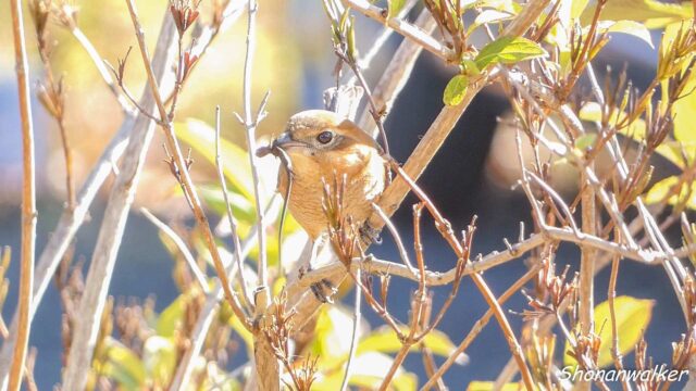 2025年秋 トカゲを捕まえてウロウロしている雌モズ