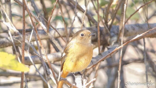 ジョウビタキ ２０２５秋 Part 6