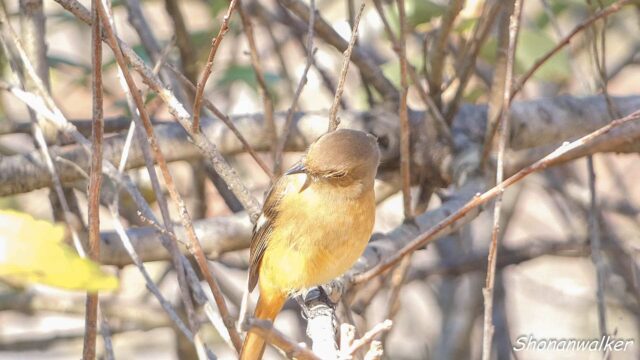 ジョウビタキ ２０２５秋 Part 8