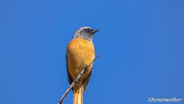 モズの不在に合わせて現れた雄ジョウビタキ 2025年秋