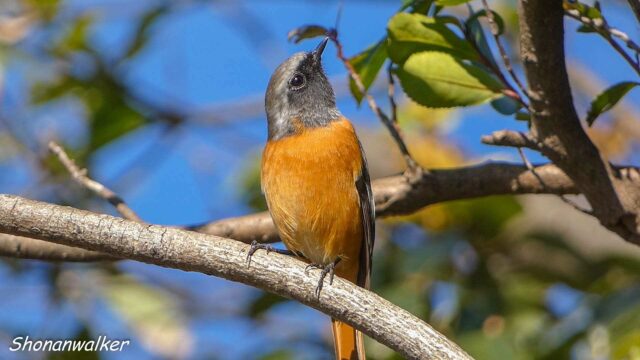 モズの不在に合わせて現れた雄ジョウビタキ 2025年秋 その2