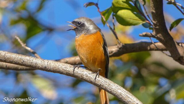 モズの不在に合わせて現れた雄ジョウビタキ 2025年秋 その3