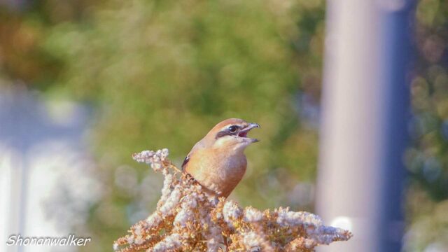 2025年秋 雄モズT エリアCの番人 その6