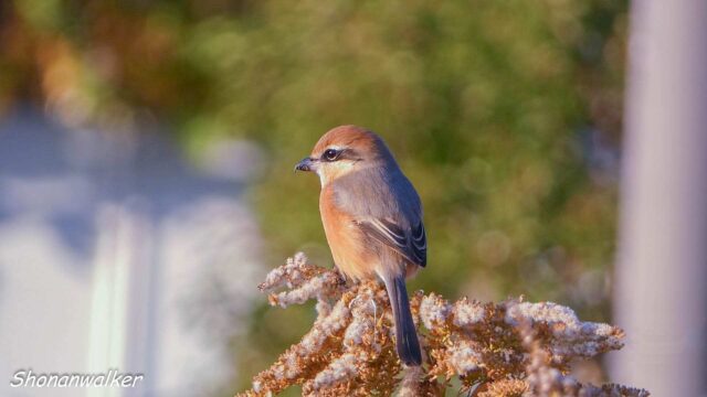 2025年秋　帰還後のモズ