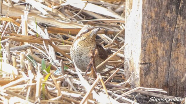 2025年12月冬 餌場D アリスイ その2