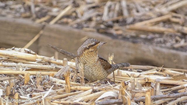 2025年12月冬 餌場D アリスイ その3
