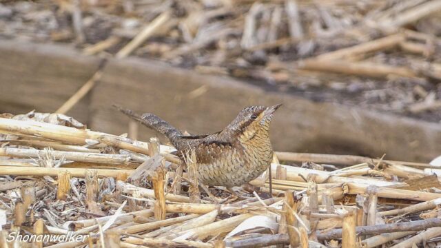 2025年12月冬 餌場D アリスイ