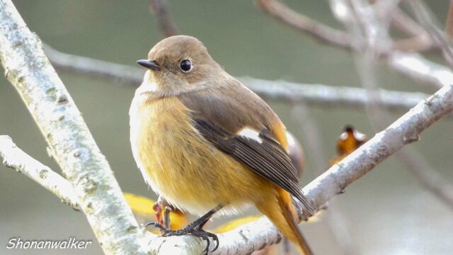 2025年冬 ジョウビタキ雌 水辺エリア
