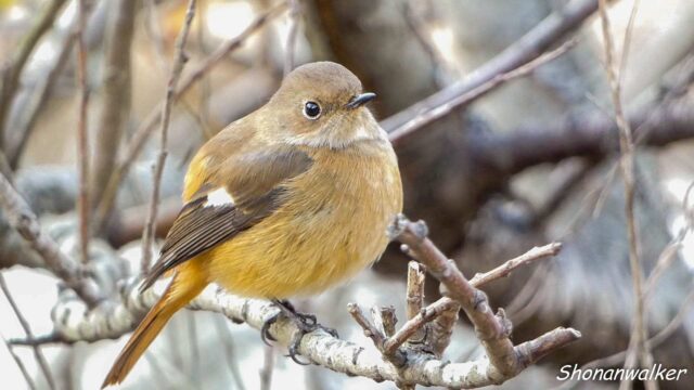 2025年冬 ジョウビタキ雌 水辺エリア その2