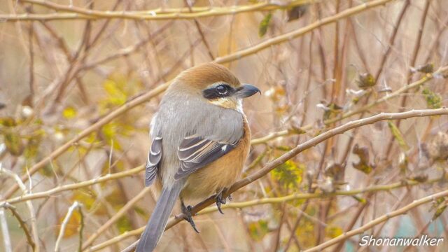 2025年冬 雄モズT エリアCの番人 その8