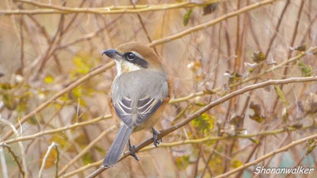 2025年冬 雄モズT エリアCの番人 その7
