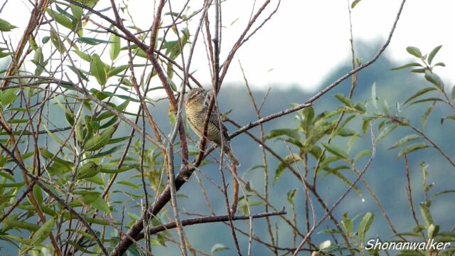 2024.11.下旬 枝絡みのアリスイ