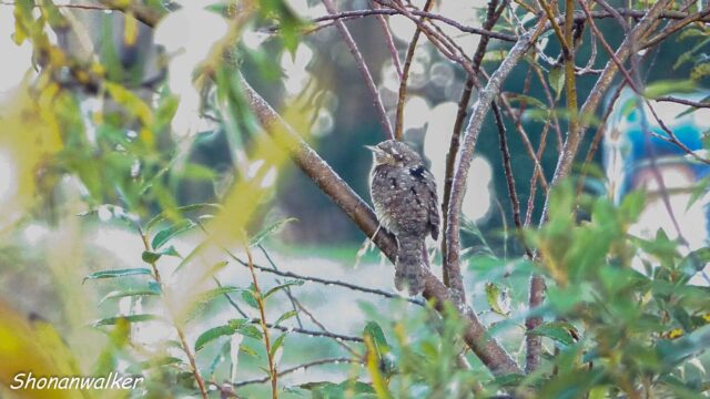 2024.11.下旬 アリスイ 目撃備忘