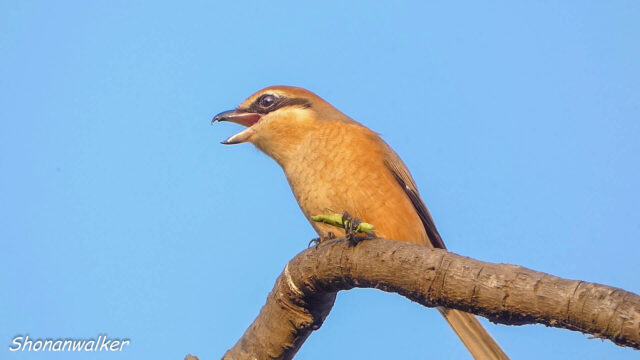2025年秋 捕食シーン 雄モズT はサウスポー その3