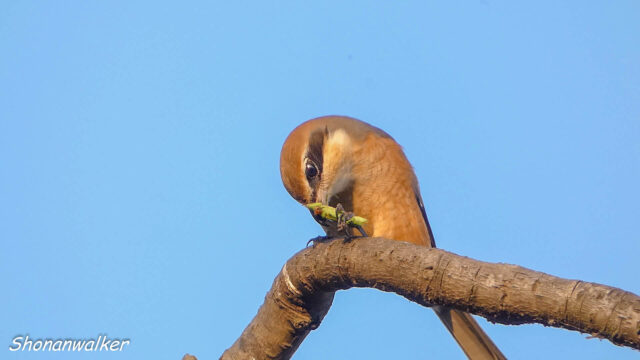 2025年秋 捕食シーン 雄モズT はサウスポー